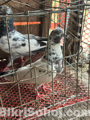 কবুতর ১ জোরা